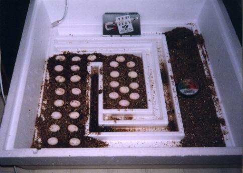 total of twenty-eight eggs in the incubator